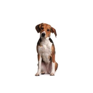 Pet City Houston Beagle