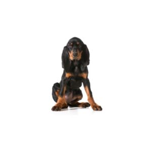Pet City Houston Black and Tan Coonhound