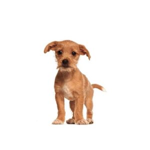 Pet City Houston Border Terrier