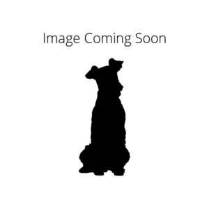 Pet City Houston Dandie Dinmont Terrier