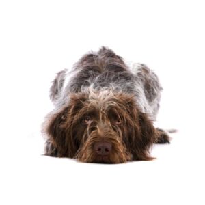 Pet City Houston German Wirehaired Pointer