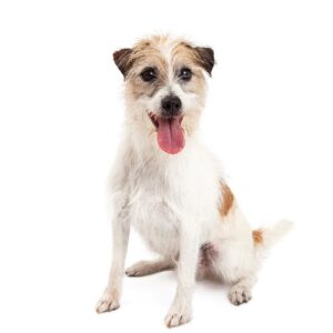 Pet City Houston Jack Russel Terrier
